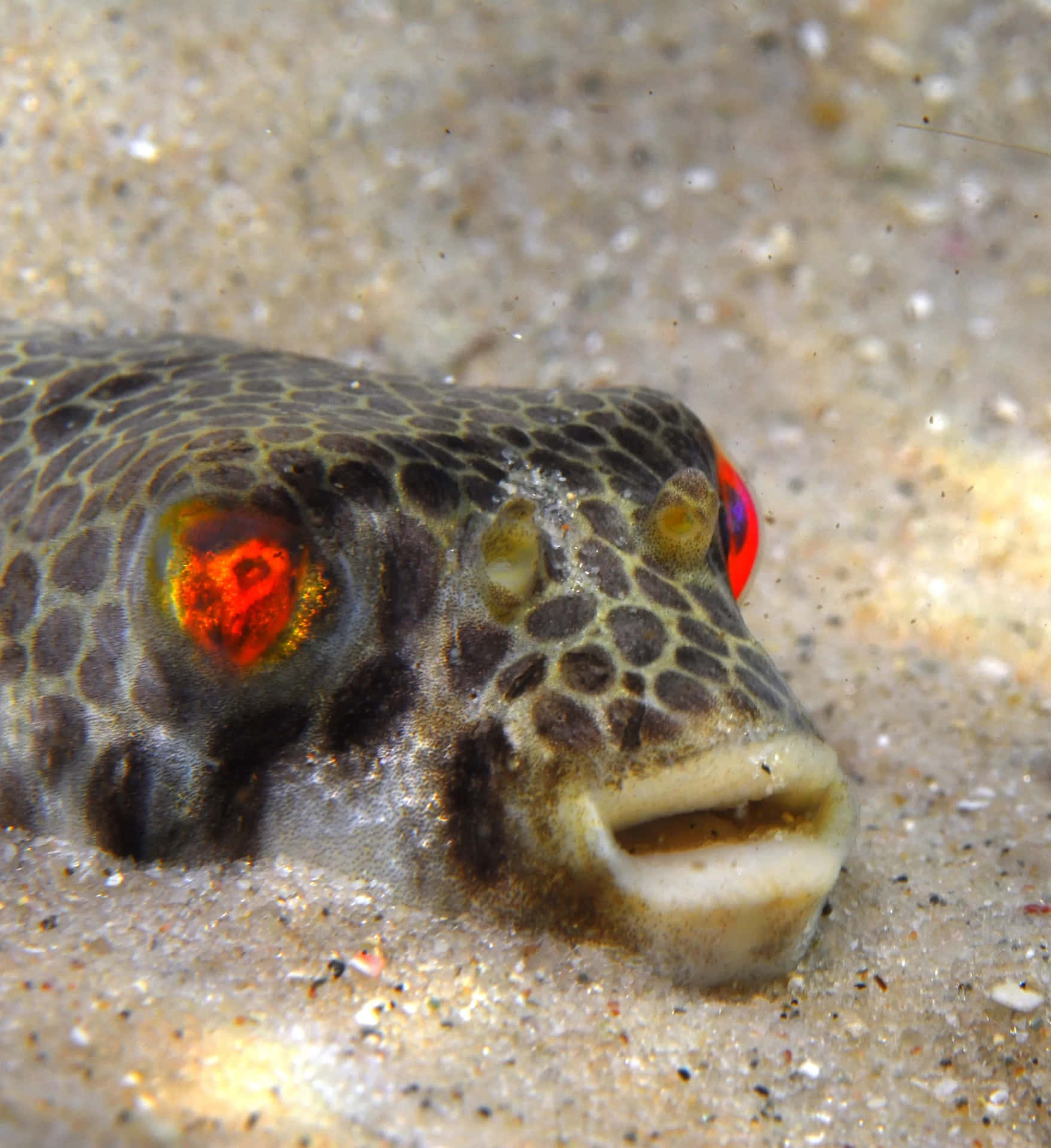 Toadfish Camouflagedin Sand Wallpaper