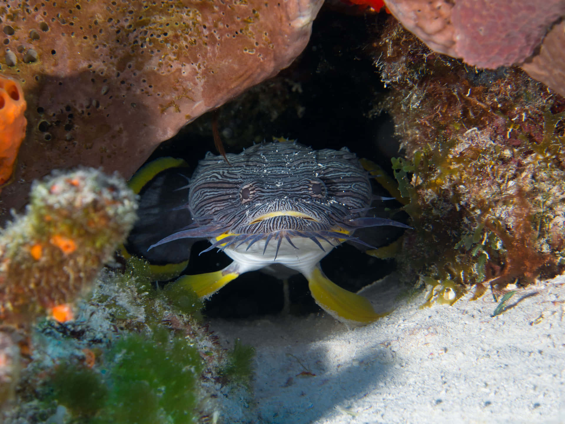 Toadfish Verborgen Onder Steen Achtergrond