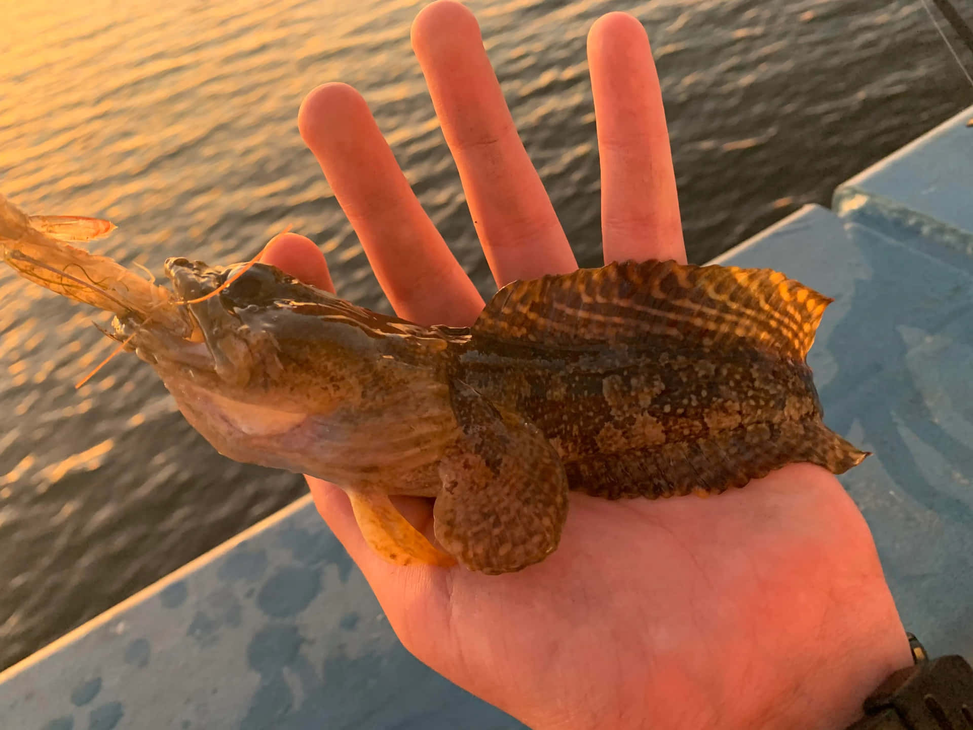 Toadfishin Handat Sunset Wallpaper