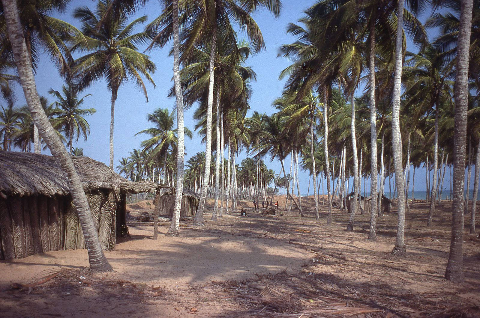 Togo Tall Coconut Trees Wallpaper