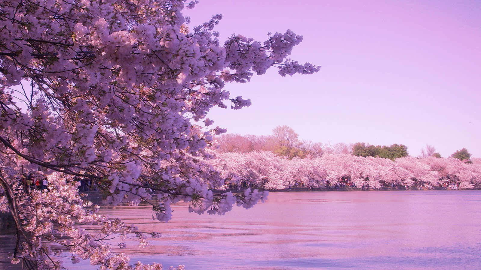 Tokiohintergrund Mit Kirschblütenbäumen Neben Einem Fluss