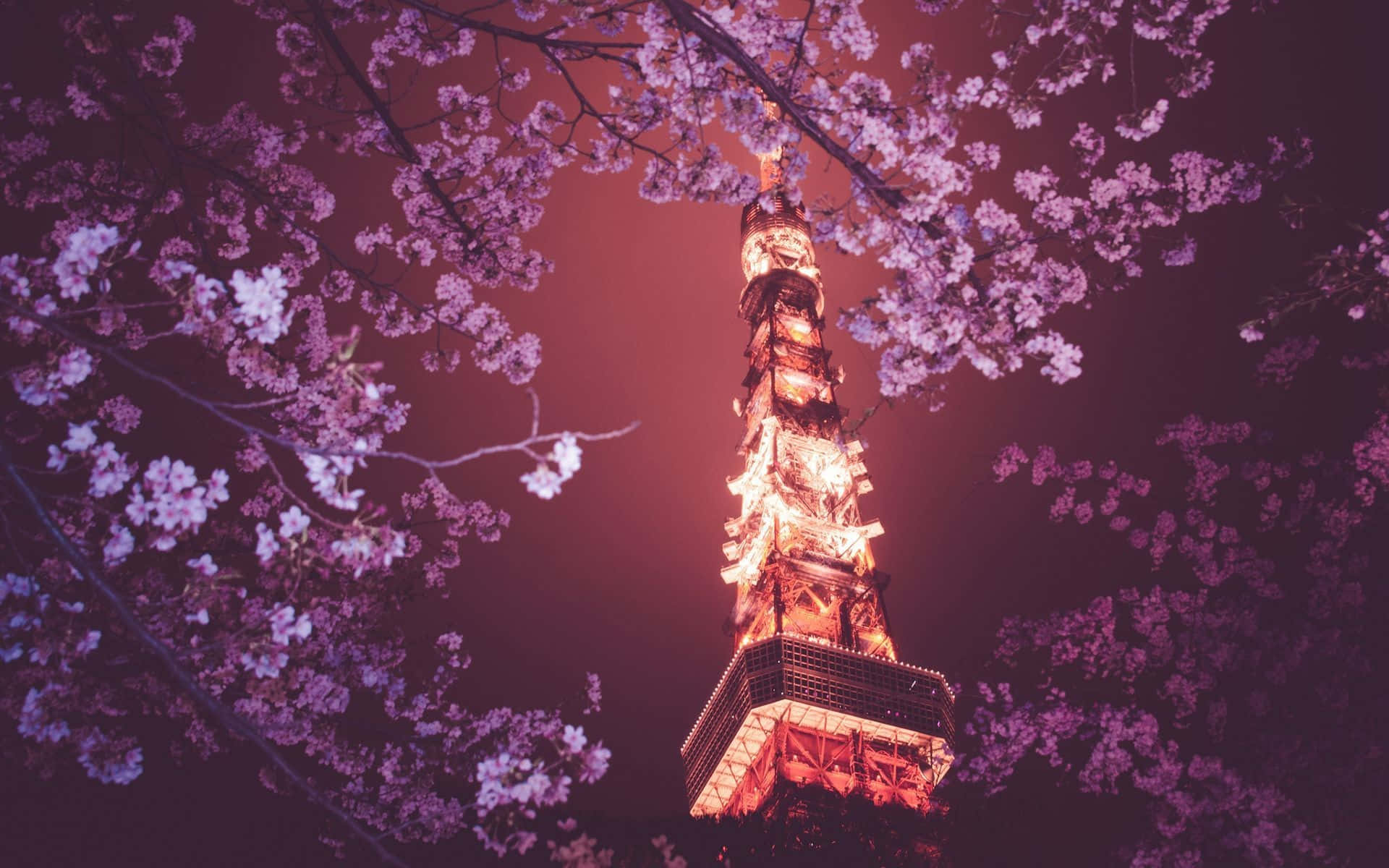 Tokyobaggrund Tokyo Tower Baggrund Blomster