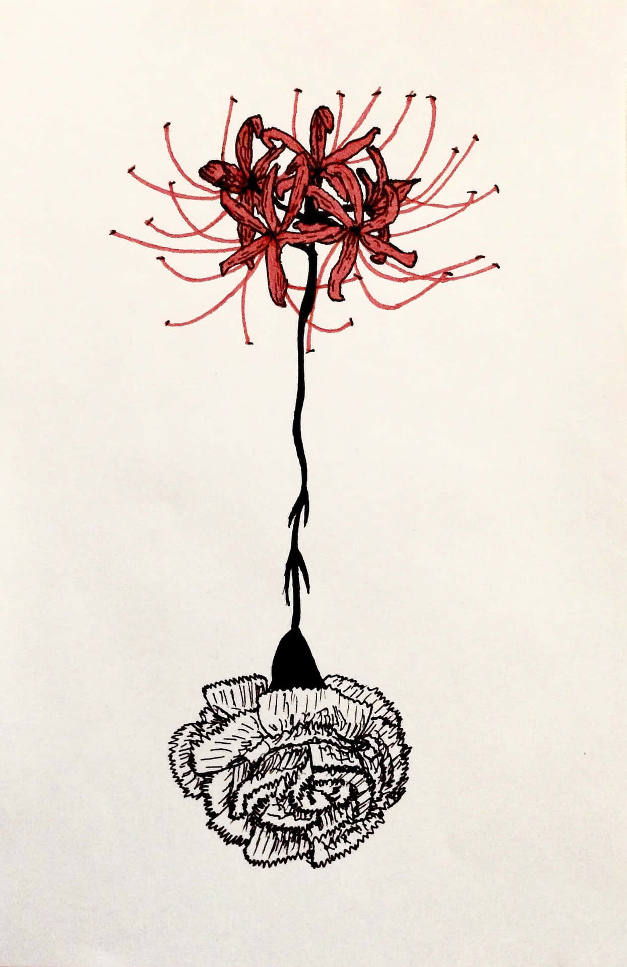 Tokyoghoul Blume Verlinkt Mit Rose Wallpaper