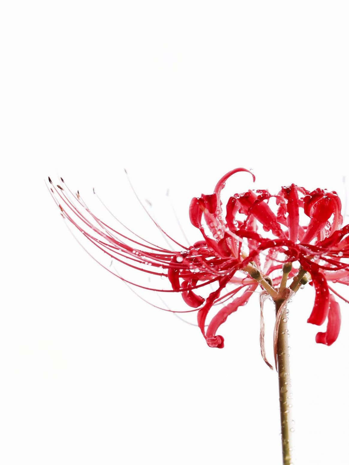 Red Spider Lily Hard Enamel Pins by Vi D. — Kickstarter