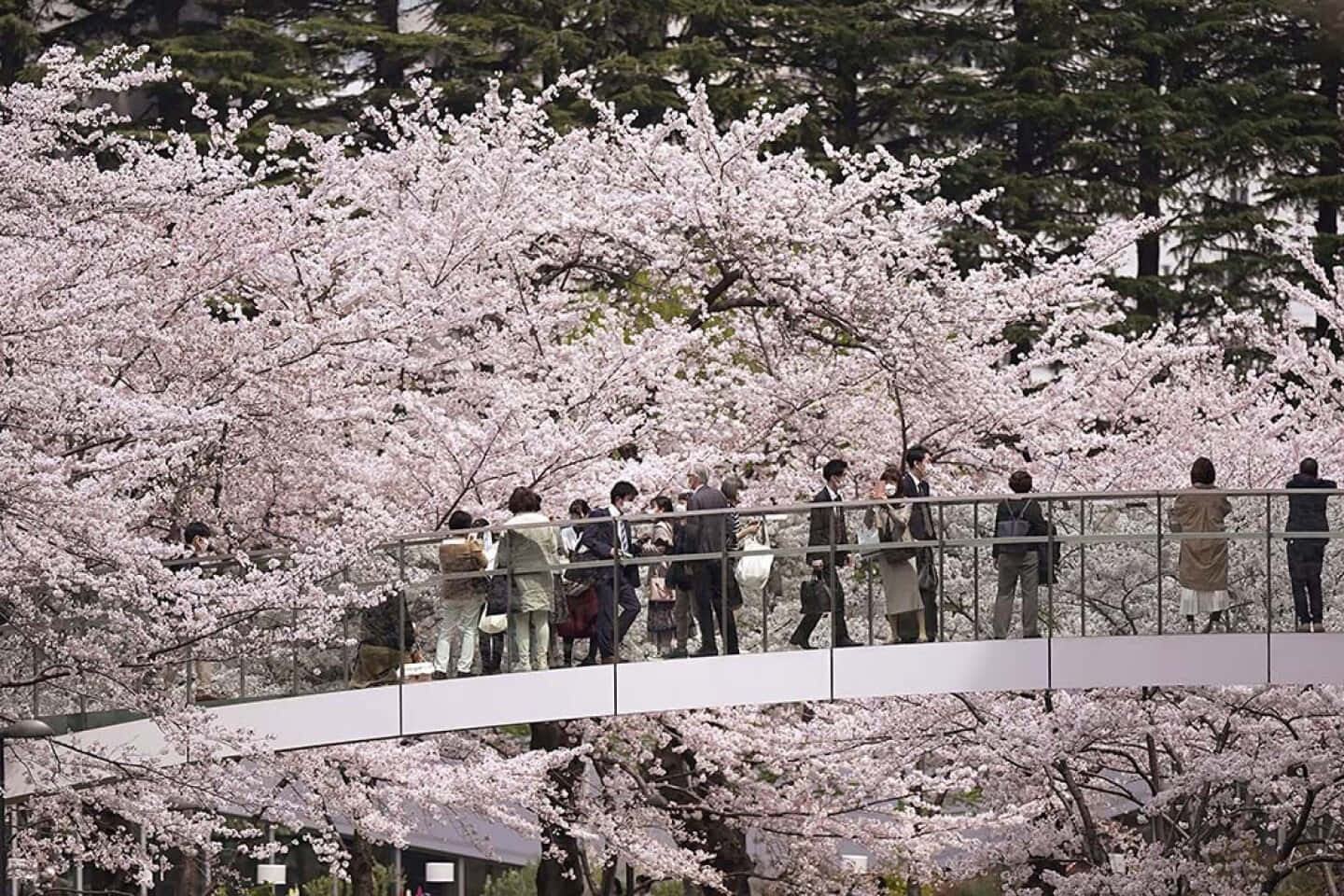 People Standing On A Bridge With Cherry Blossoms
