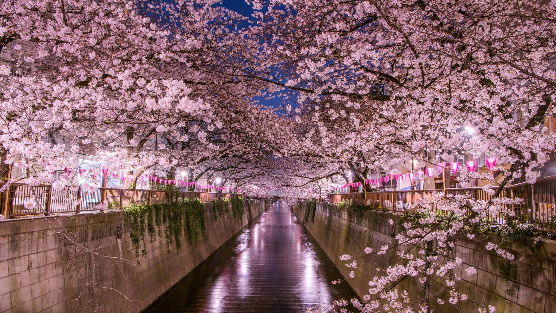 A Canal Lined With Pink Blossoms And Lights
