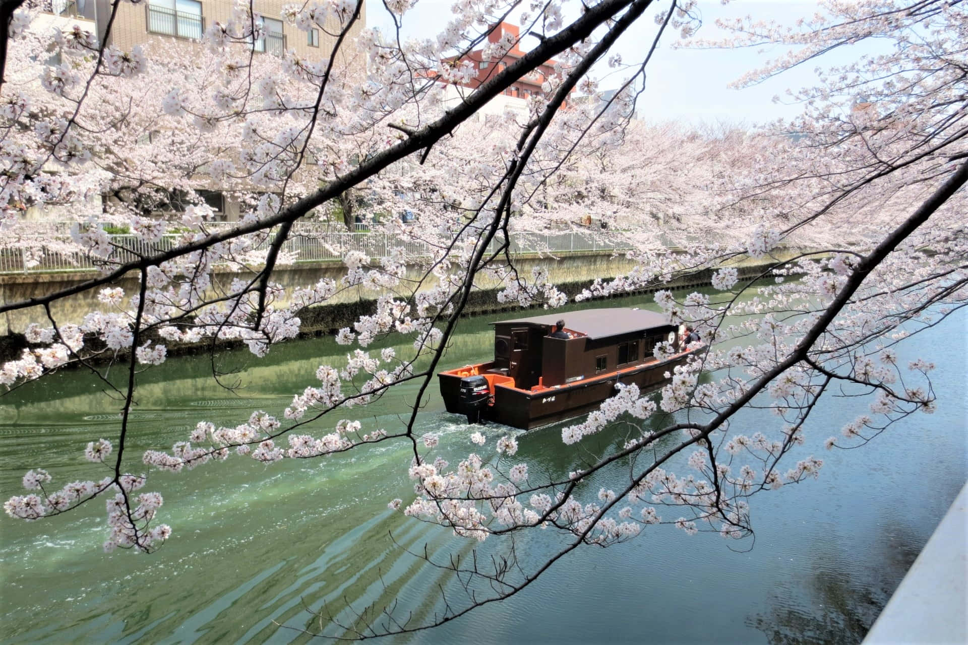 A Boat Is Floating Down A River With Cherry Blossoms