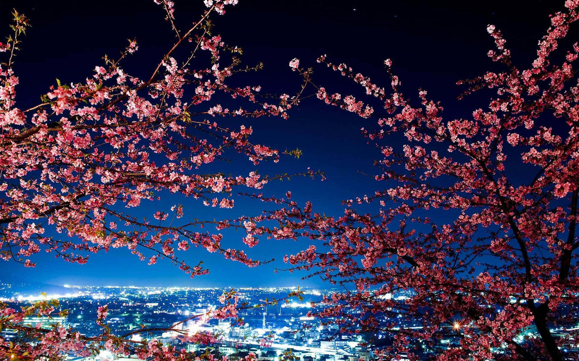 Discover the beauty of Tokyo at Night