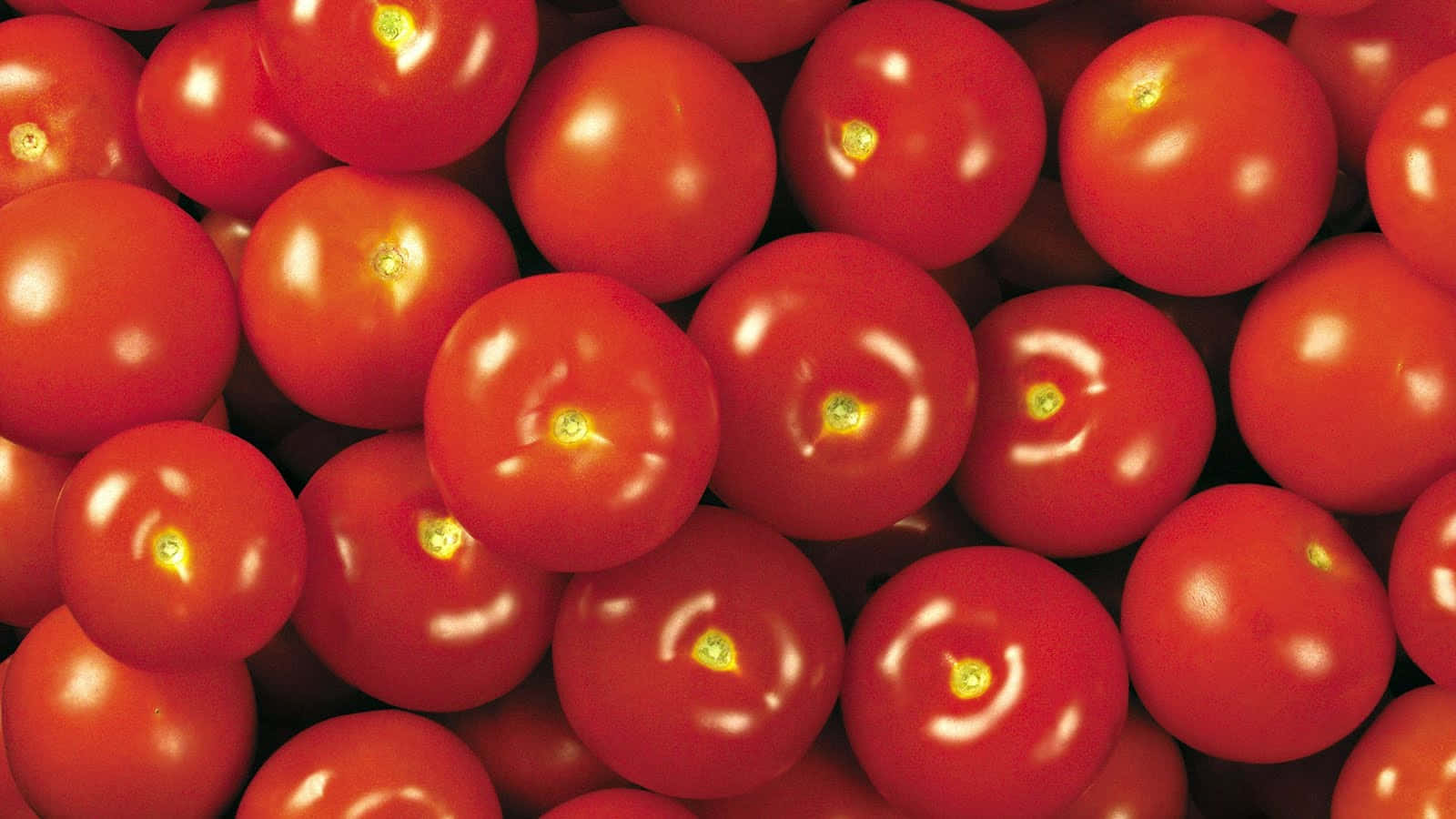Colorful, Delicious Tomatoes