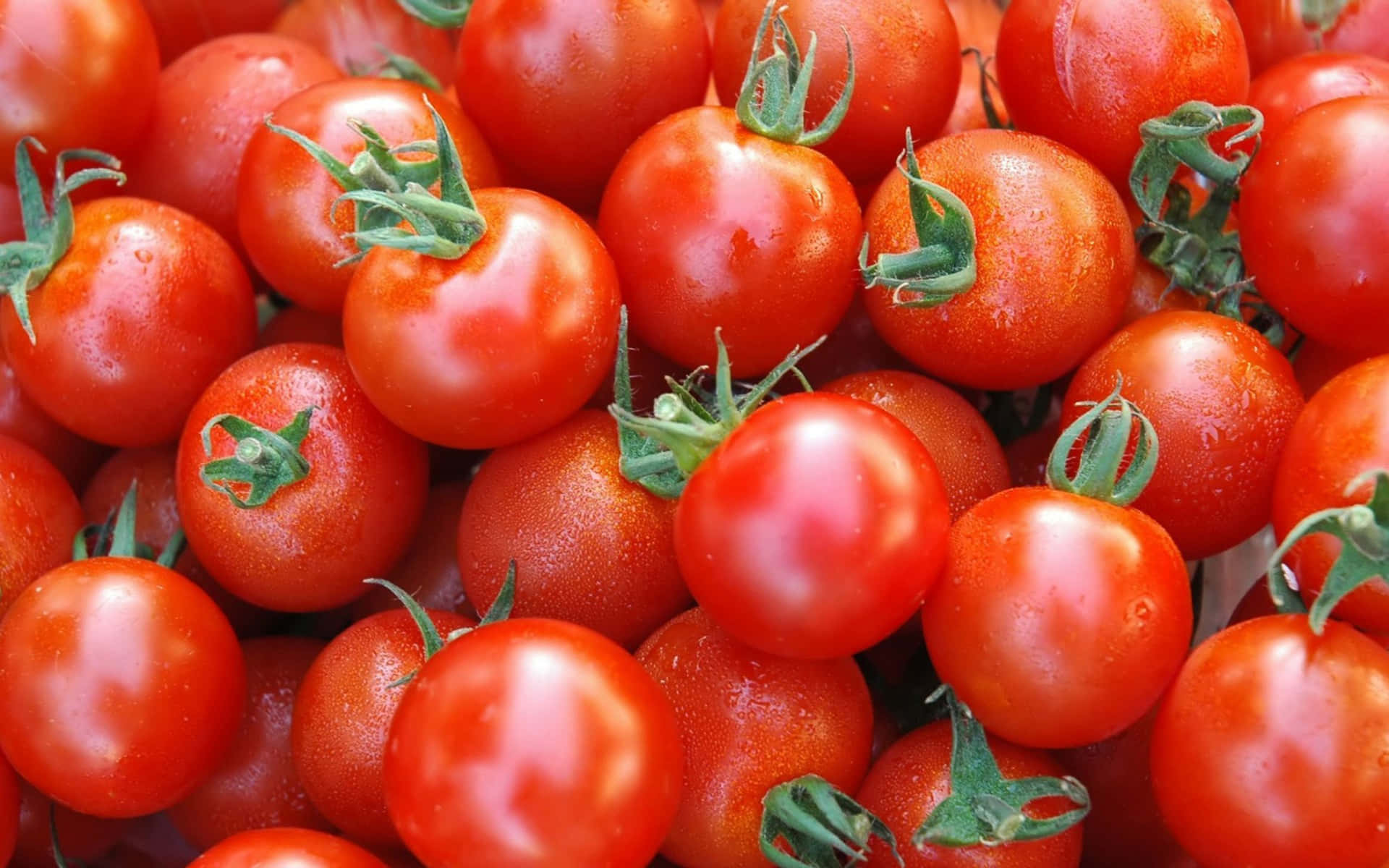 Enbunke Tomater Med Grønne Blade