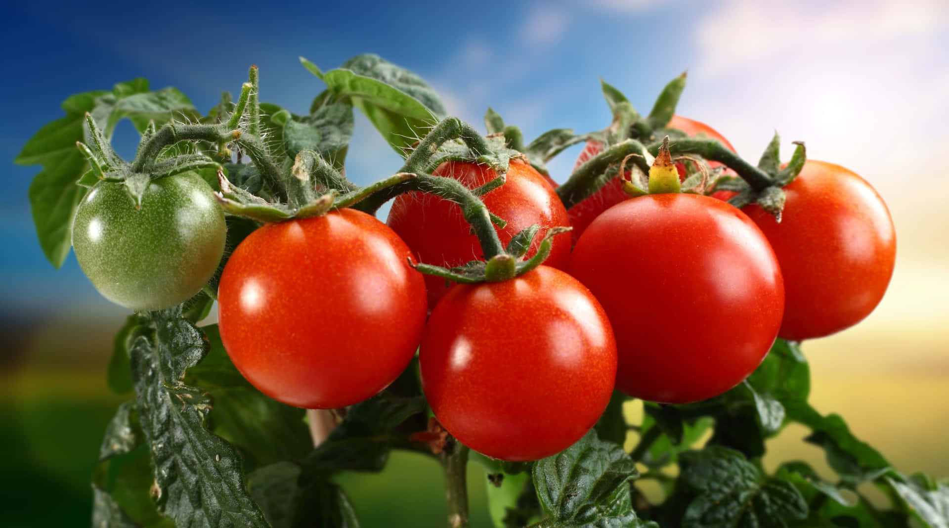 Friskeog Saftige Tomater Til Den Perfekte Salat.