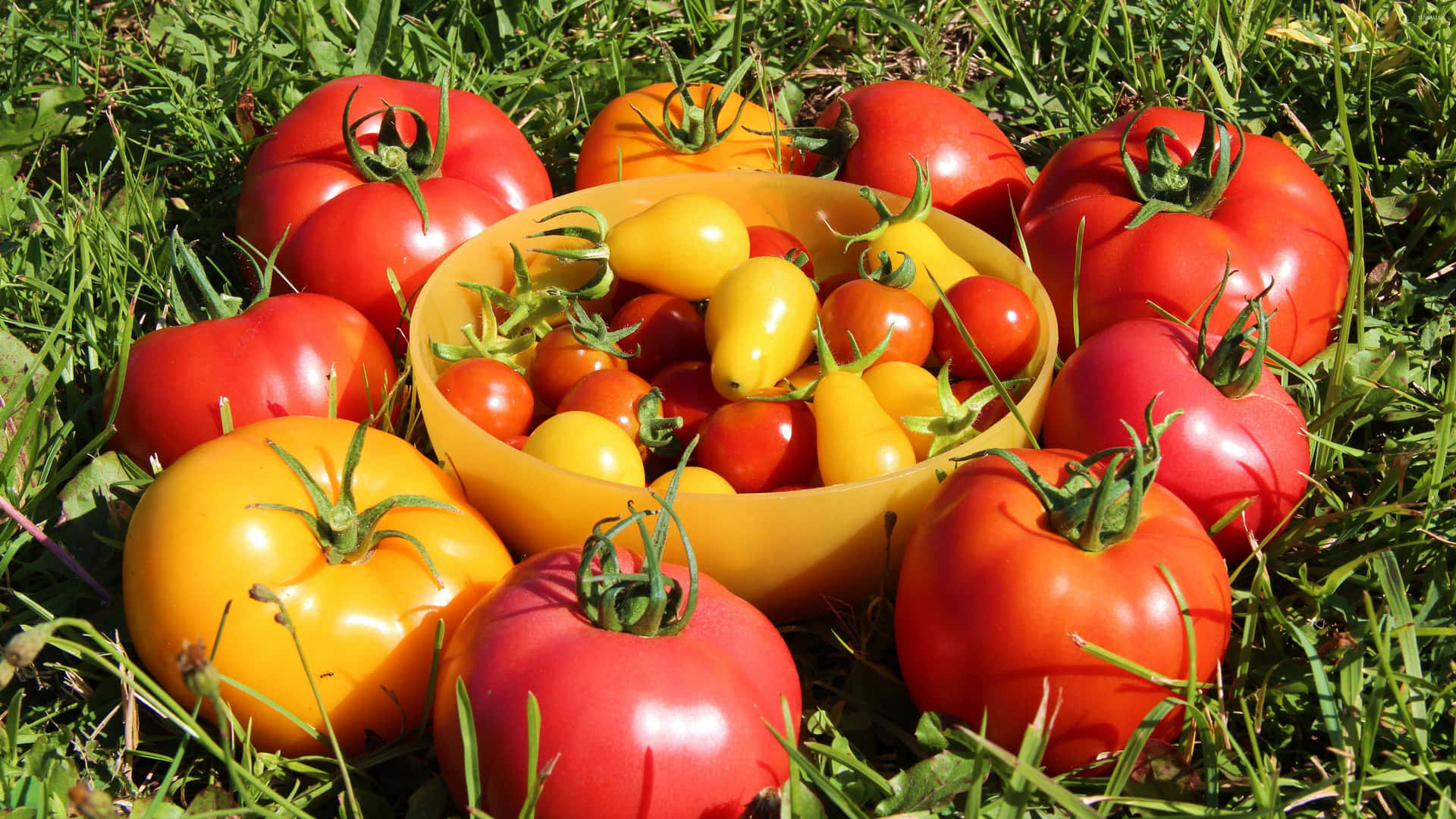 High Resolution Image of a Juicy Red Tomato