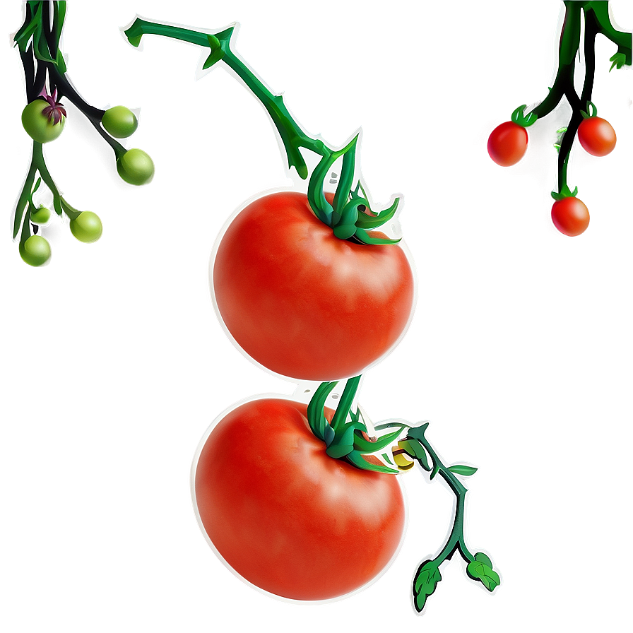 Download Tomato On Vine Png 40 | Wallpapers.com