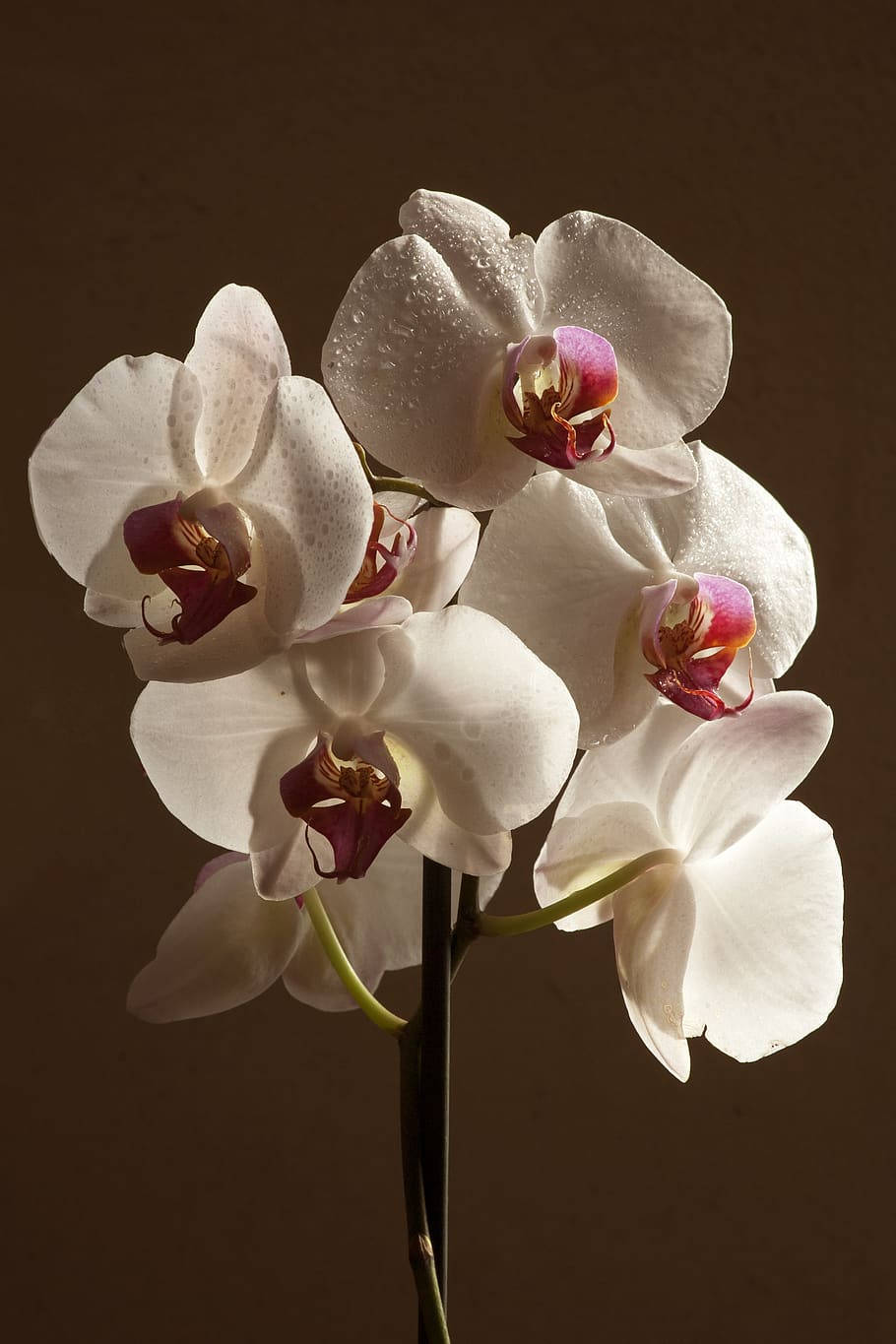 Vibrant Orchid Blooms in Tonal Contrast Wallpaper