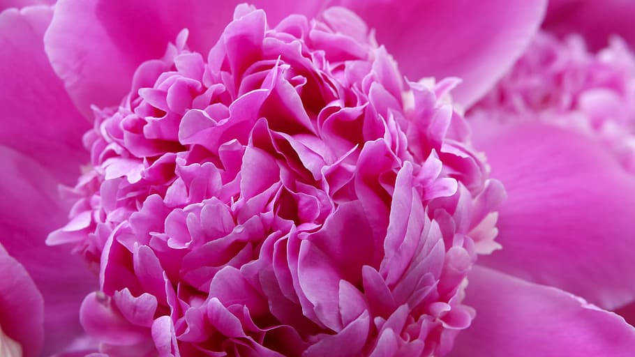Kontrasteret Tonalitet af Pink Peoni Blomsterblade. Wallpaper