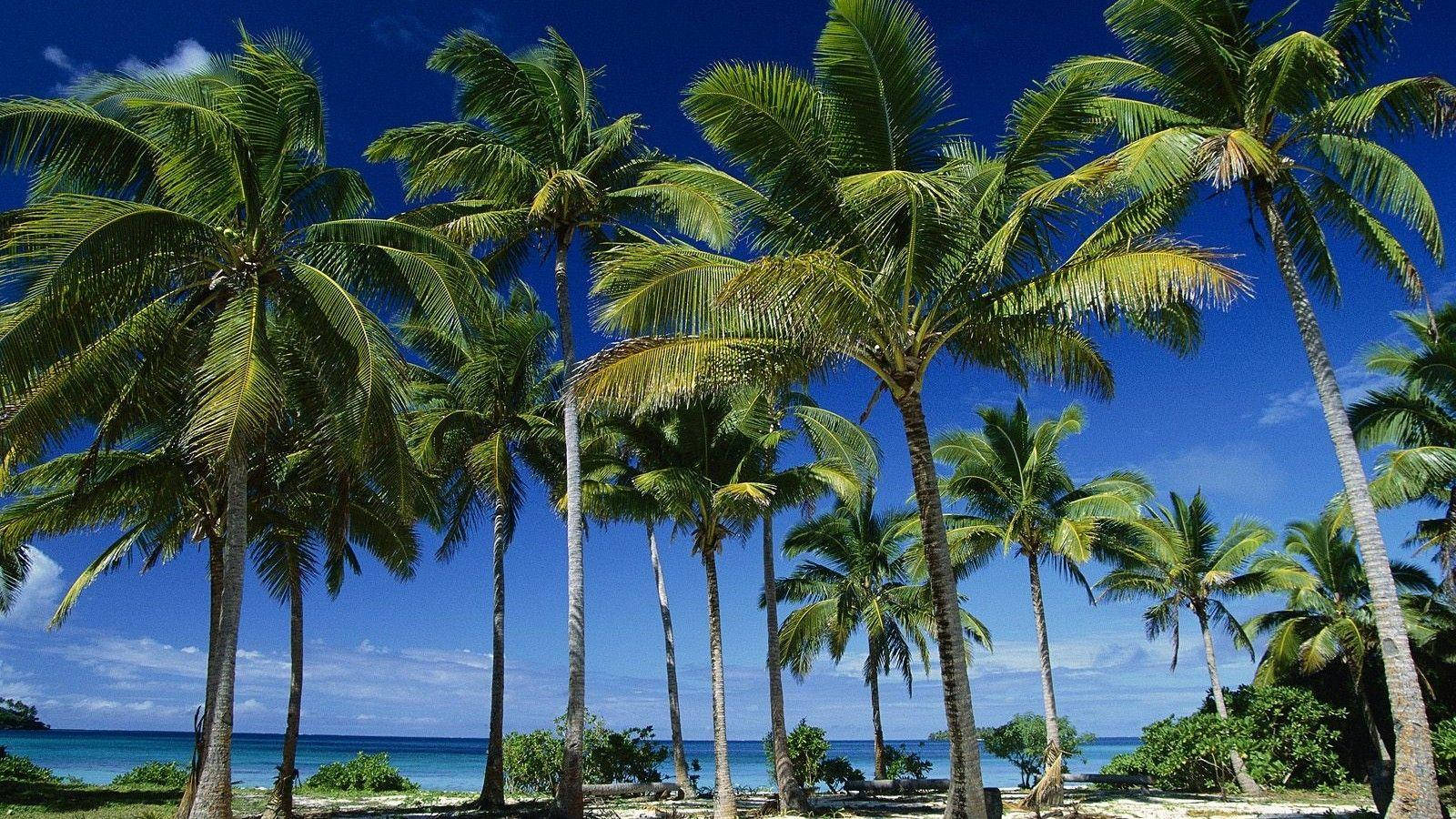 Tonga Palm Trees Wallpaper