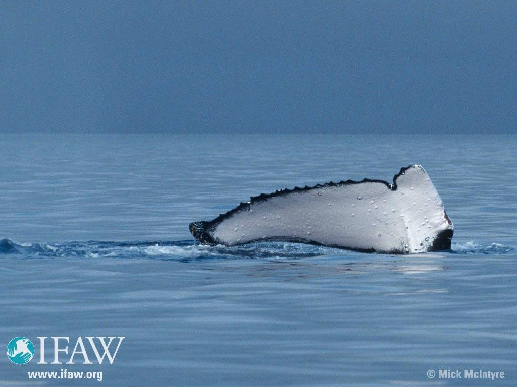 Tonga Whalefin Wallpaper