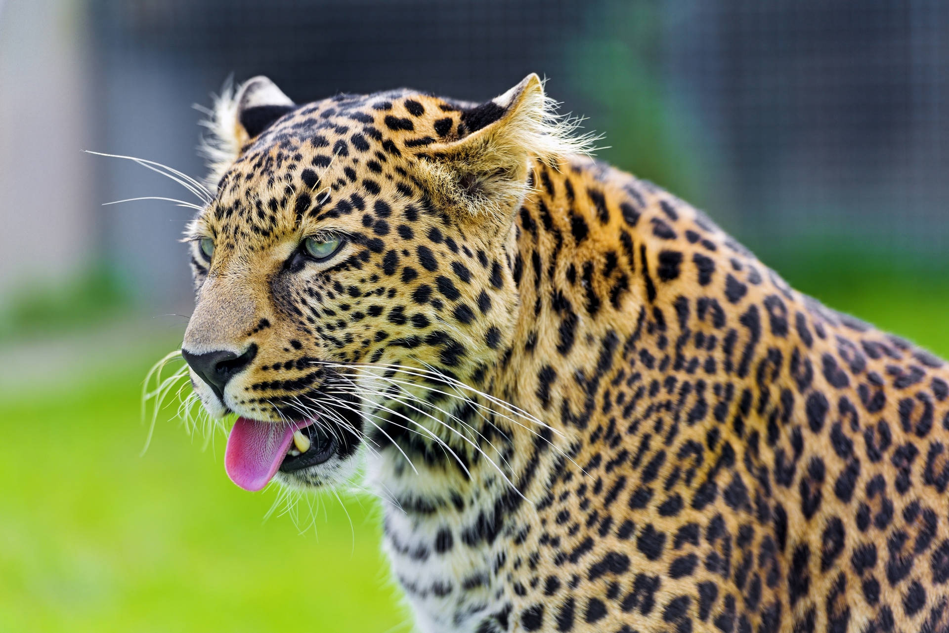 Tongue Out Cheetah Wallpaper