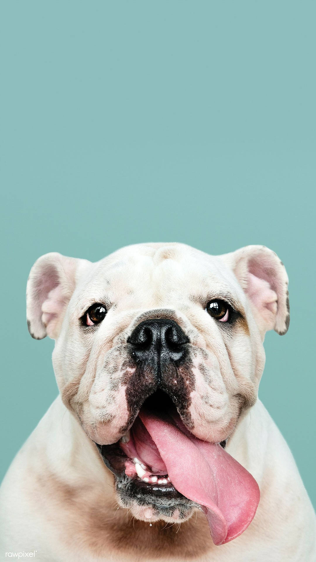 Tongue Out English Bulldog Background