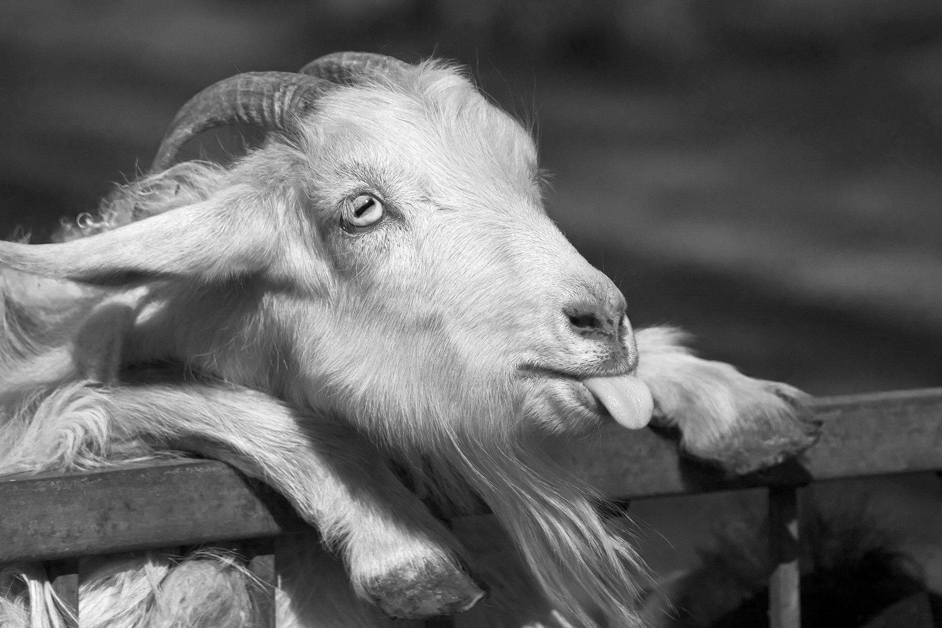 Tongue Out Goat Wallpaper