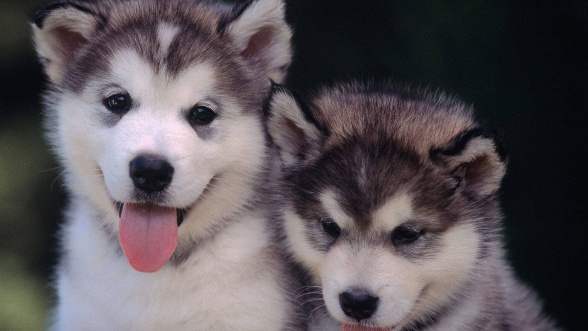 Tongues Out Husky Puppies Wallpaper