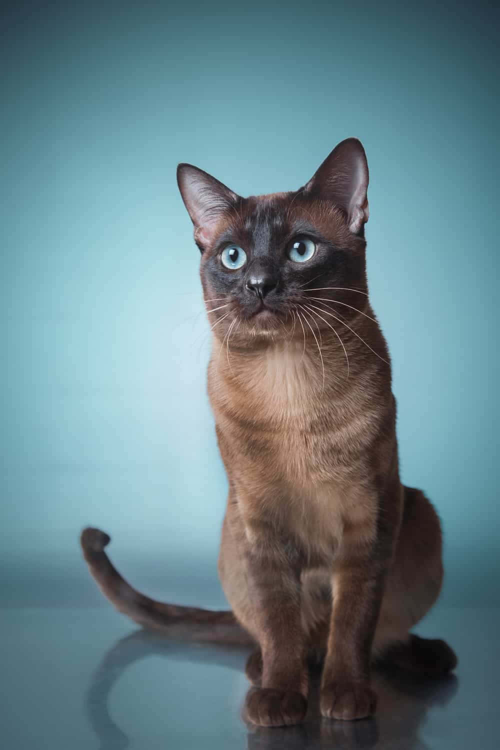 Download An Adorable Tonkinese Cat Posing For The Camera Wallpaper