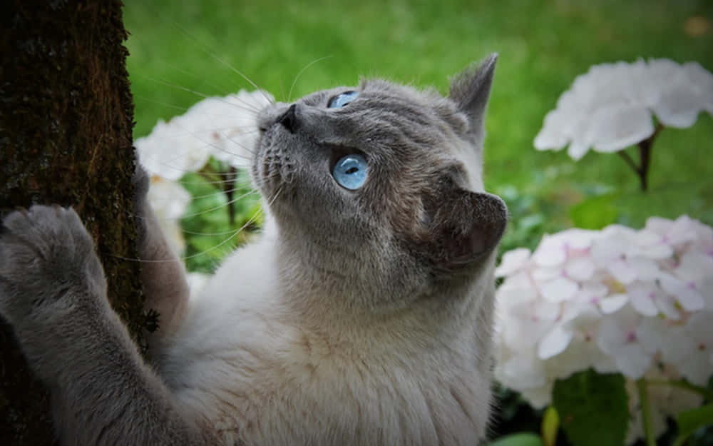 Beautiful Tonkinese Cat Lounging Outdoors Wallpaper