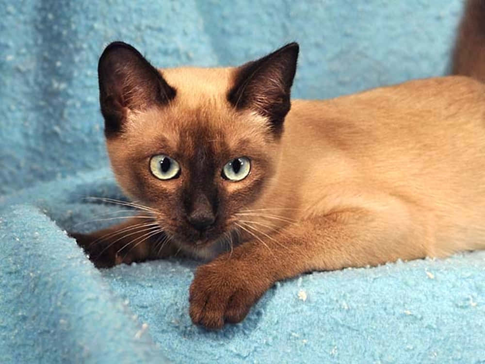 Caption: Elegant Tonkinese cat lounging on a wooden surface Wallpaper