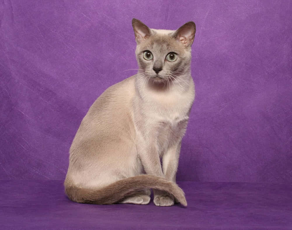 Caption: Beautiful Tonkinese Cat Relaxing Wallpaper
