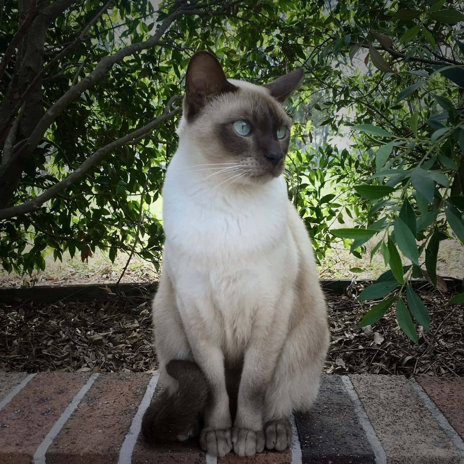 Adorable Tonkinese cat posing in front of the camera Wallpaper
