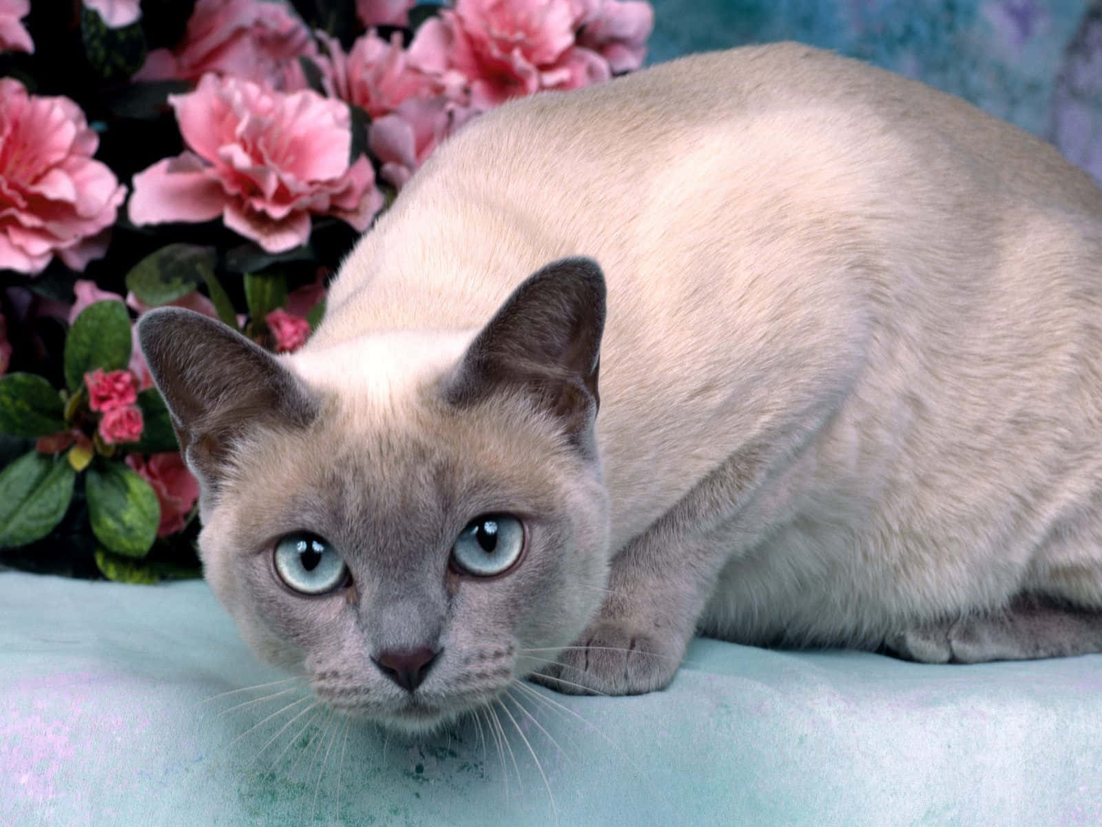 Adorable Tonkinese Cat Lounging on a Bed Wallpaper