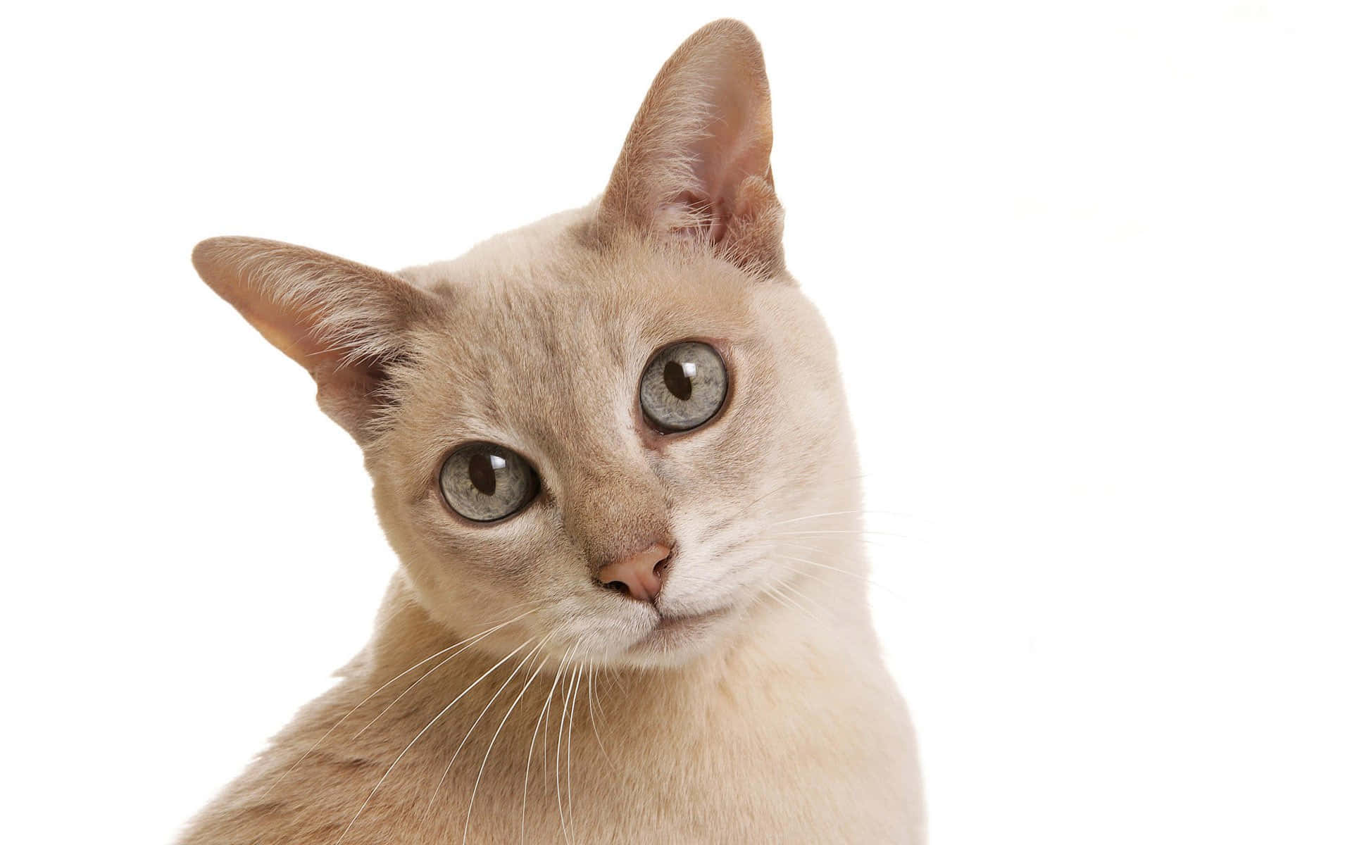 Caption: Adorable Tonkinese Cat Lounging at Home Wallpaper