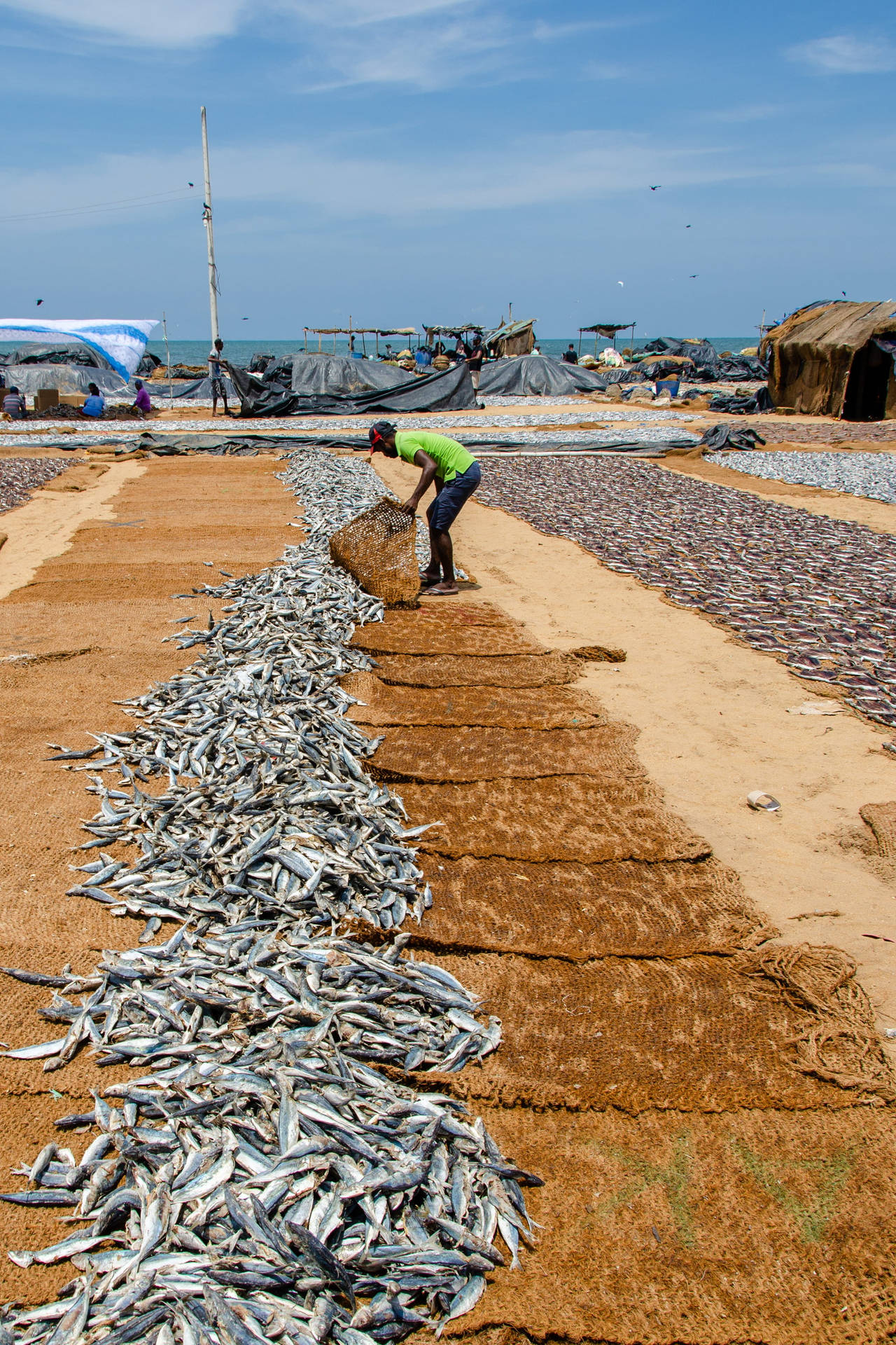 Tons Of Fish Sardines Under Drying Process Wallpaper