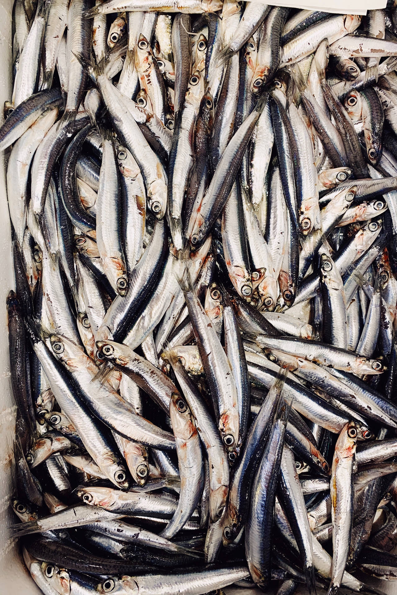 Tons Of Sardines Wallpaper