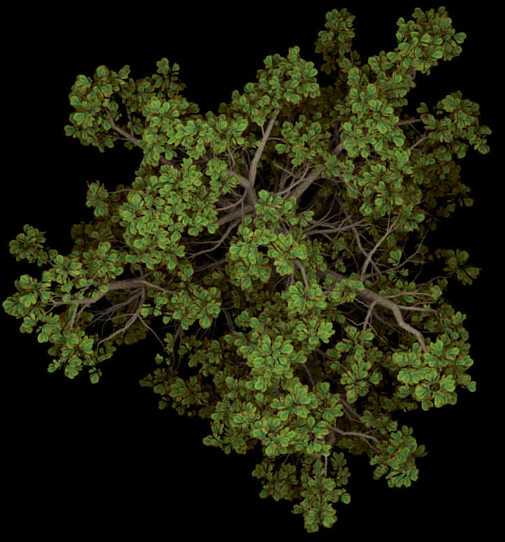 Top Down Viewof Tree Canopy PNG