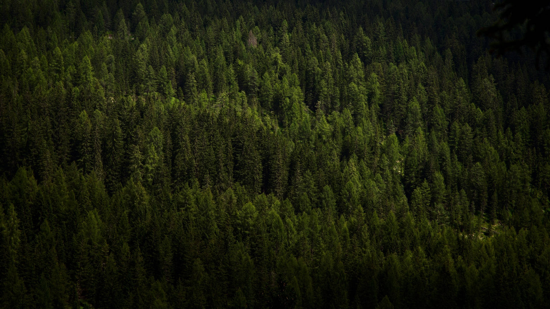 Top View 4k Forest Coniferous Trees