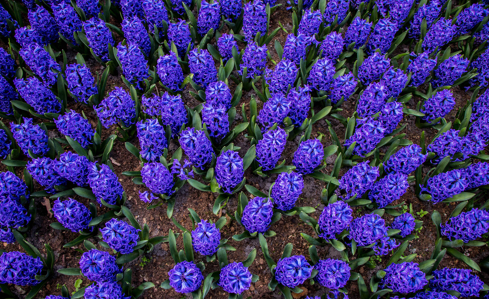 Ansichtvon Oben: Blaue Hyazinthenblumen Wallpaper