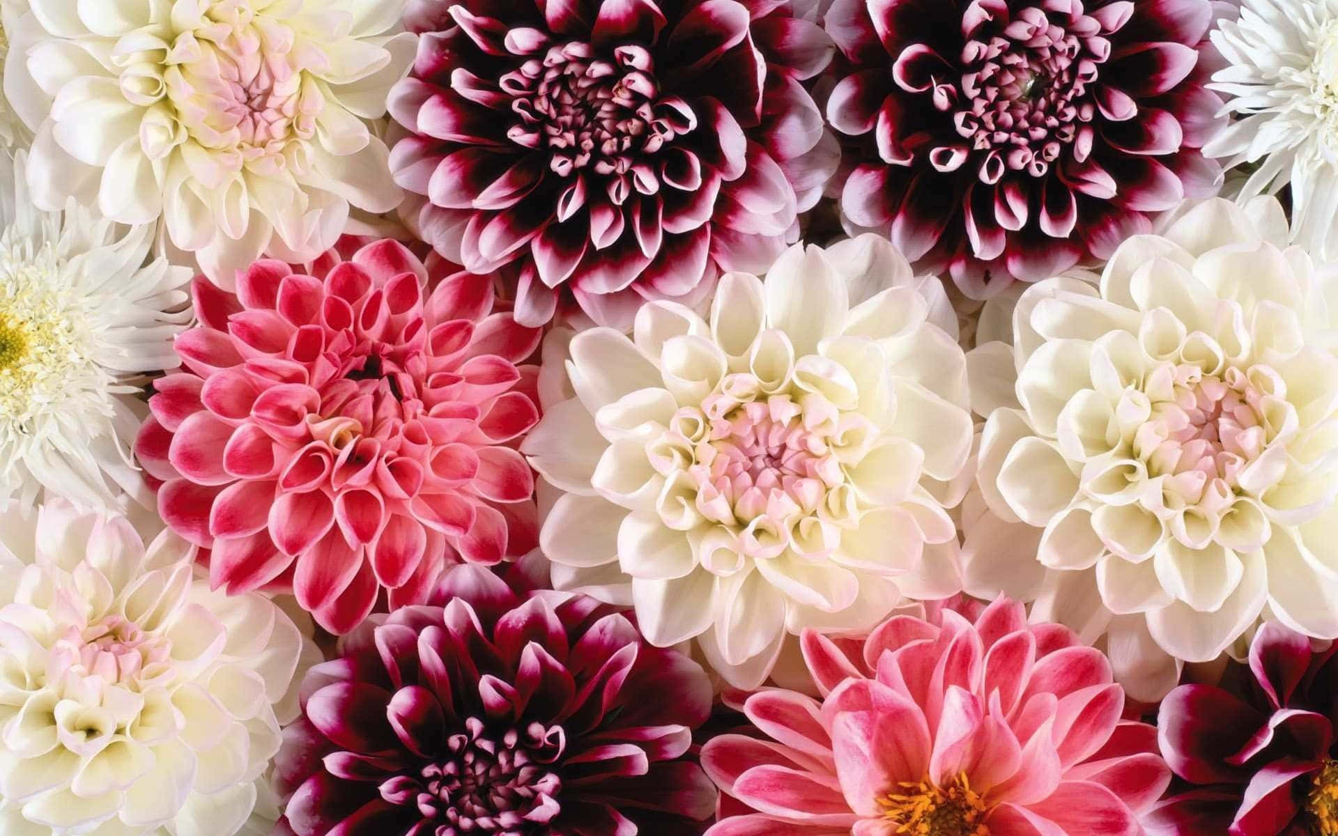 Top View Dalhia Flowers Nice Desktop Wallpaper