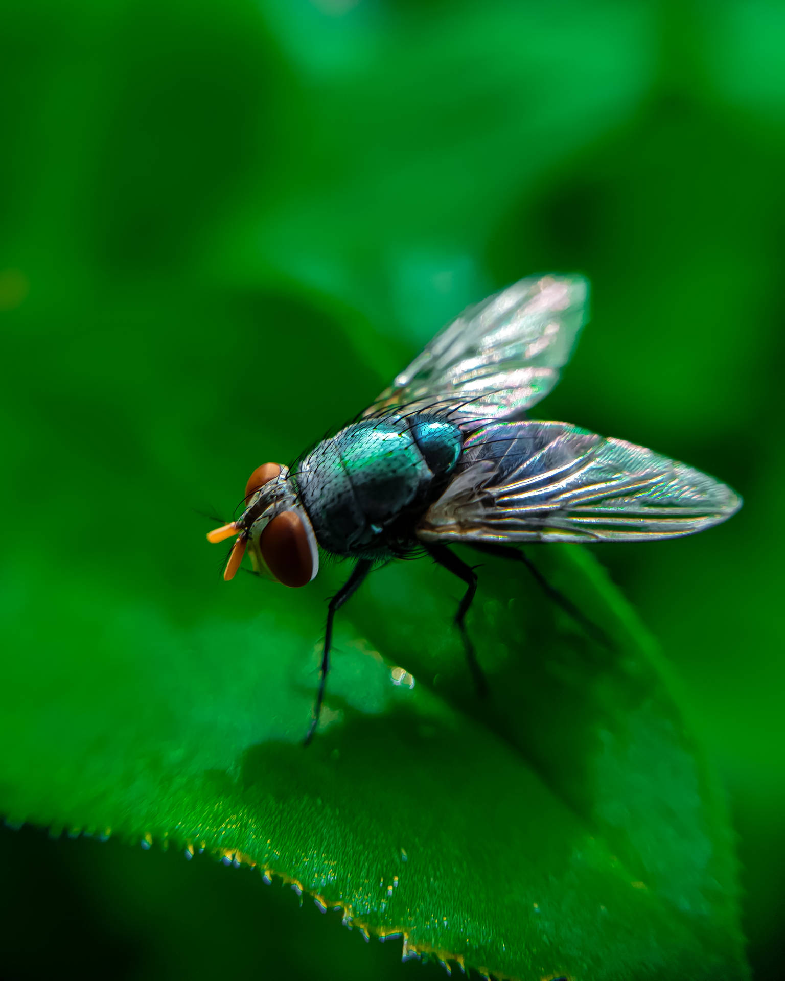 Top Udsigt Flyver Insekter Som Et Mønster Wallpaper