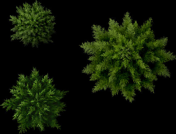 Top View Green Trees Isolatedon Black PNG