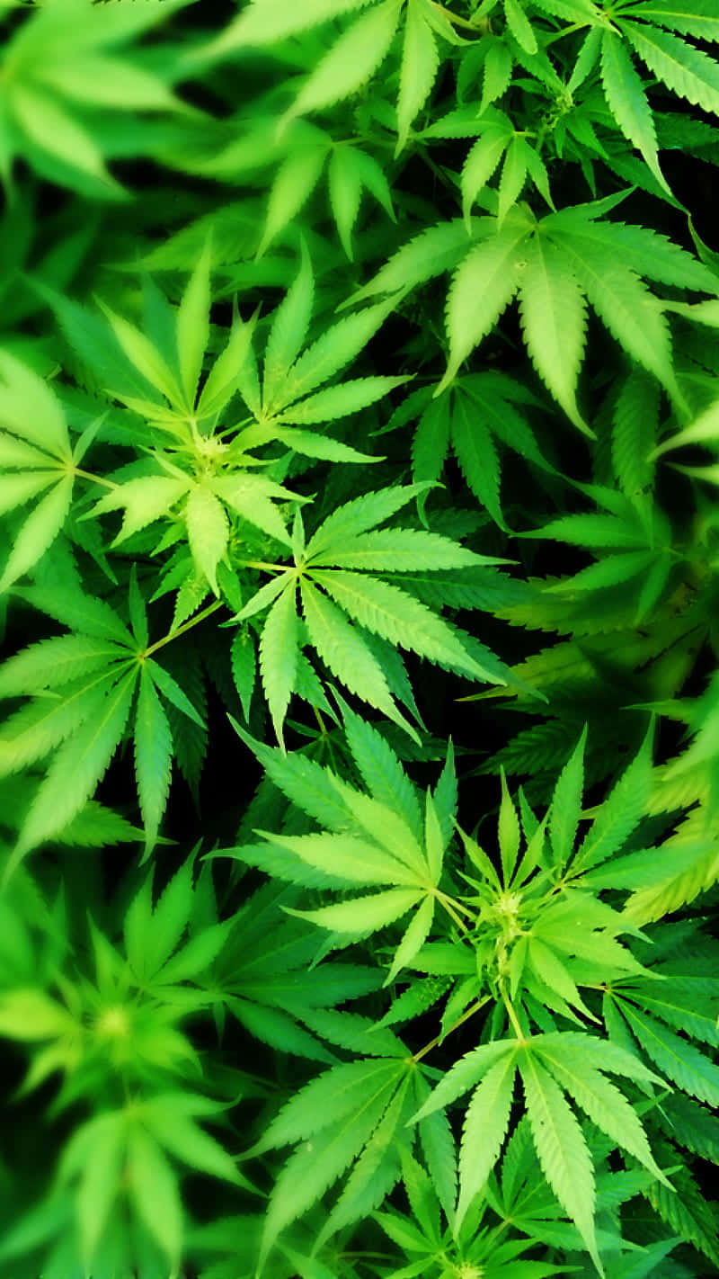 Top-view Of Cannabis Leaf Wallpaper