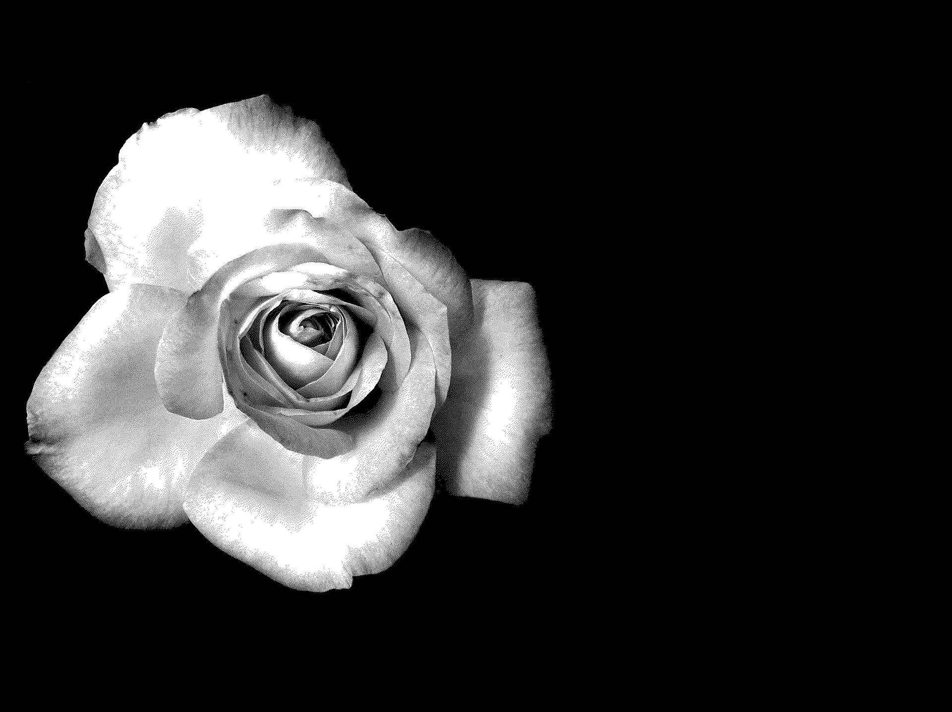Vistasuperior De Una Rosa Negra Y Blanca En Pleno Florecimiento. Fondo de pantalla