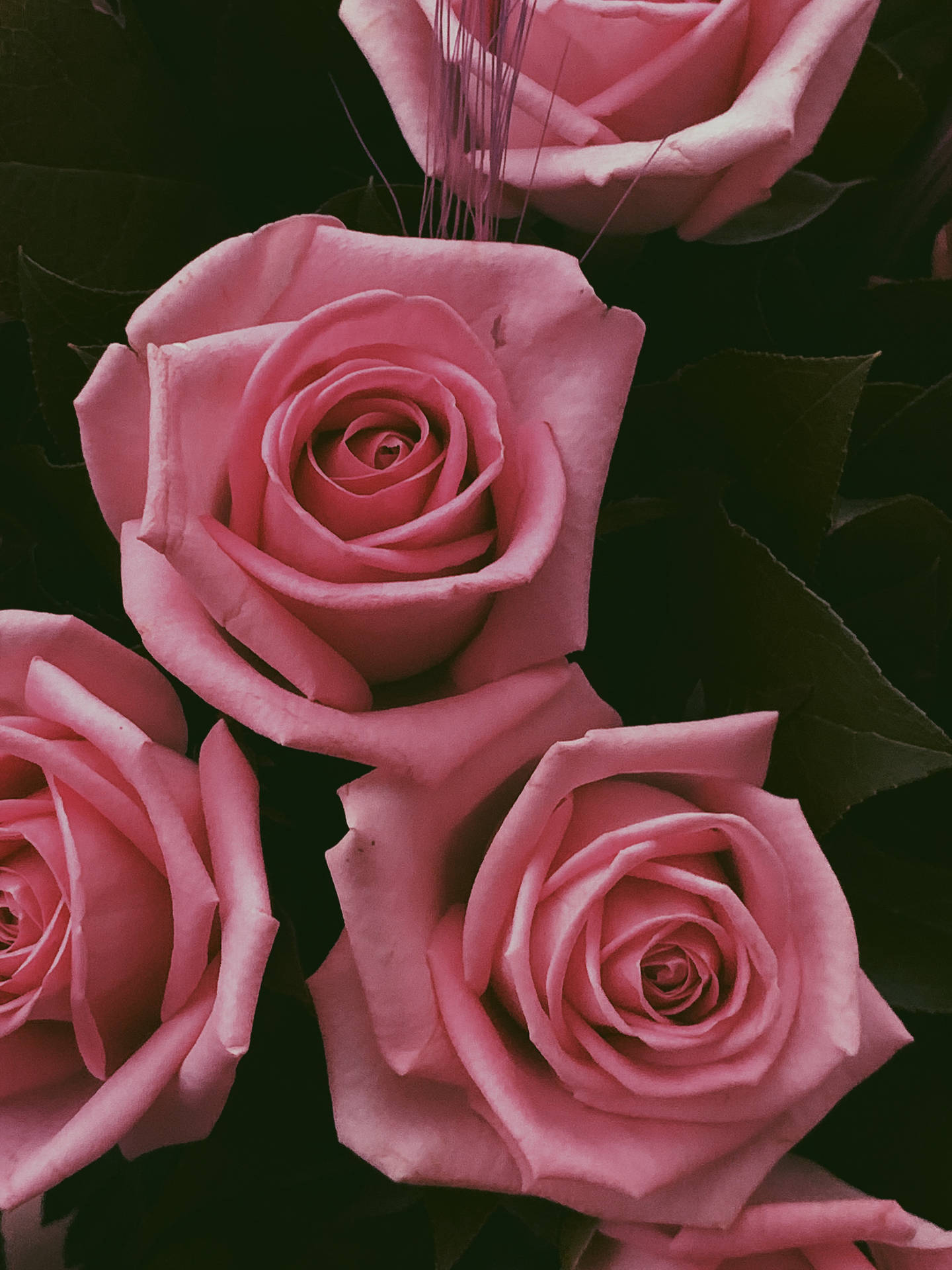 Estéticade Flores Rosas Desde Arriba Fondo de pantalla