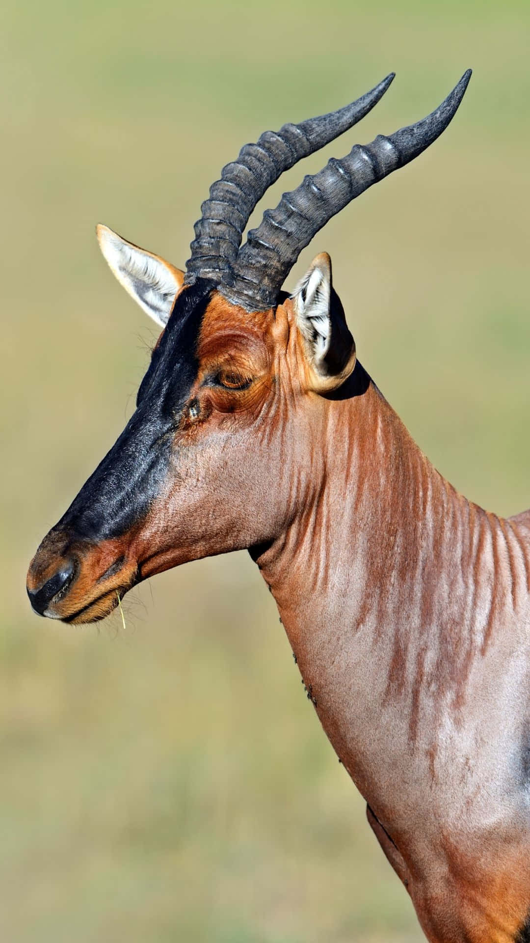Topi Antelope Profile Portrait Wallpaper