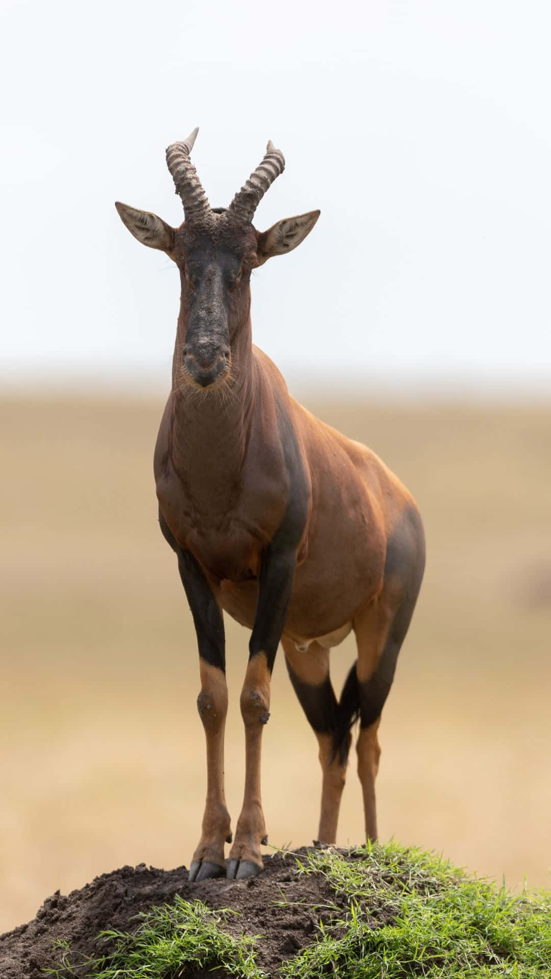 Topi Antelope Standing Proud Wallpaper