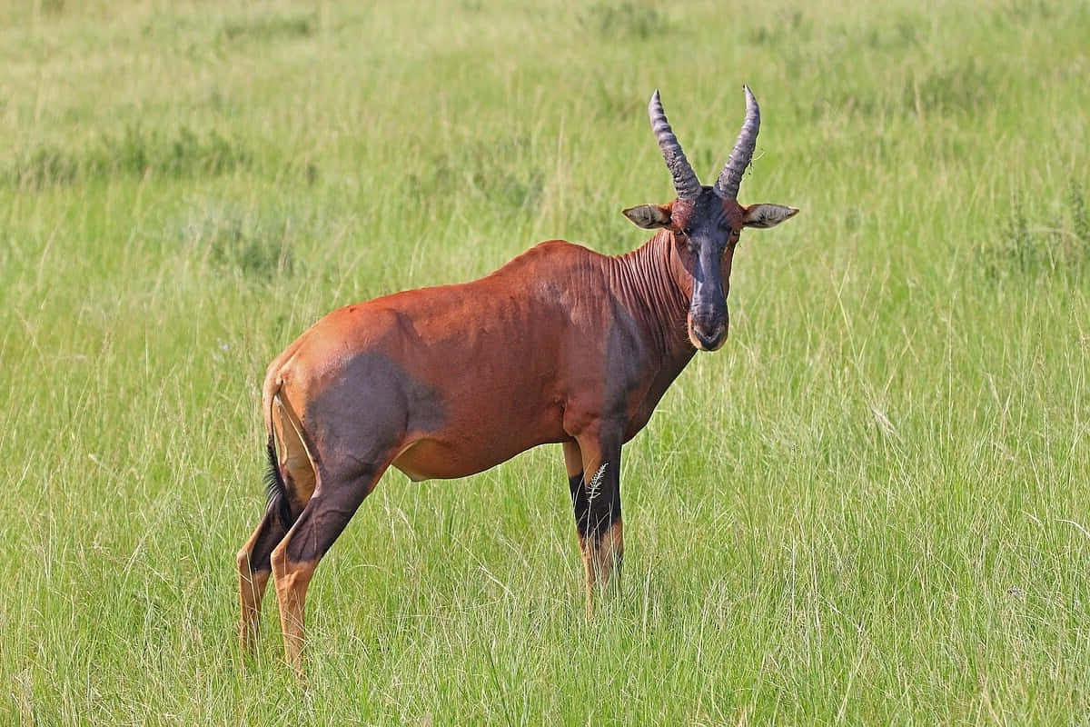 Topi Antelopein Grassland.jpg Wallpaper