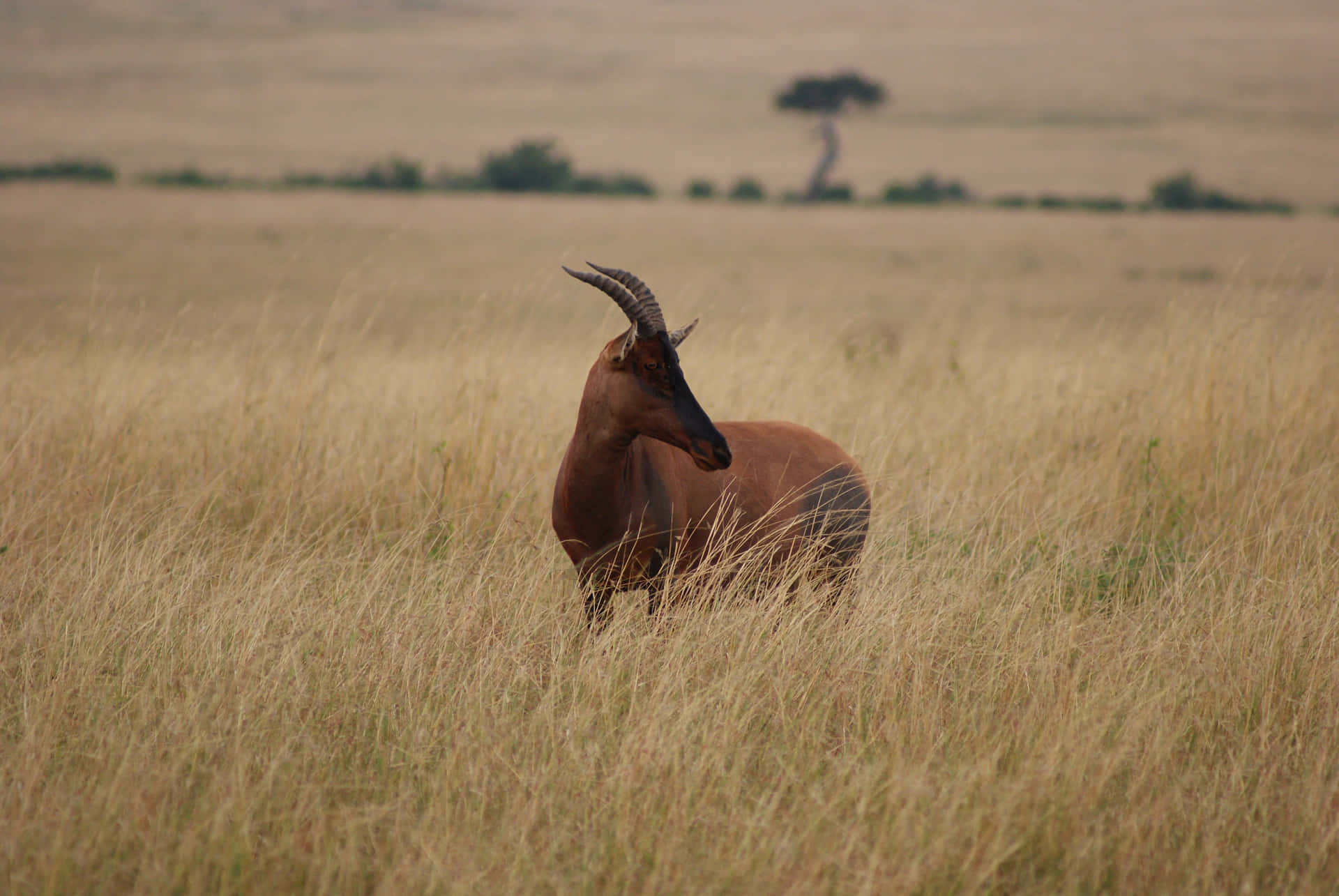 Topi Antelopein Savanna Grasslands.jpg Wallpaper