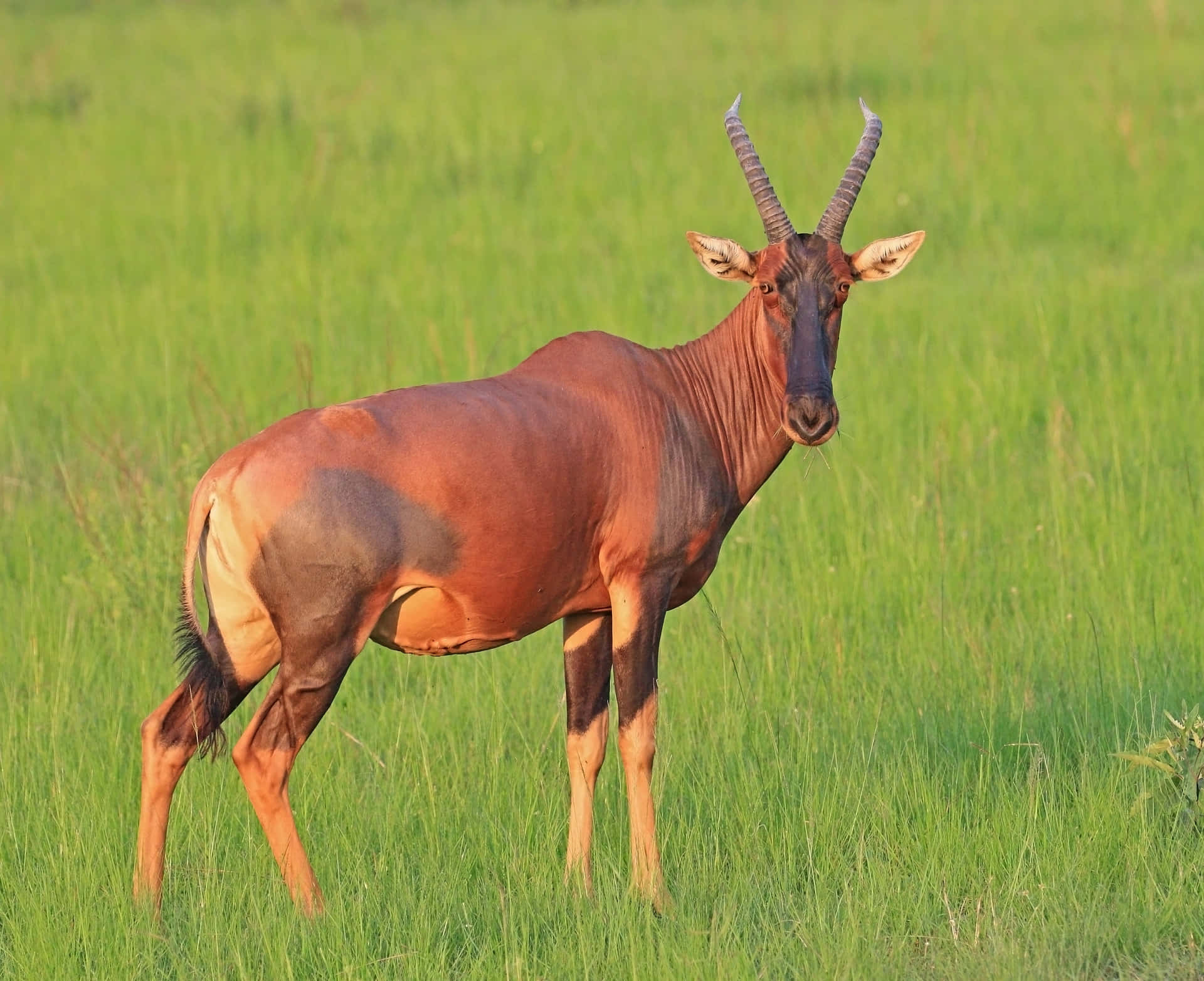 Topi Antelopein Savanna Grasslands Wallpaper
