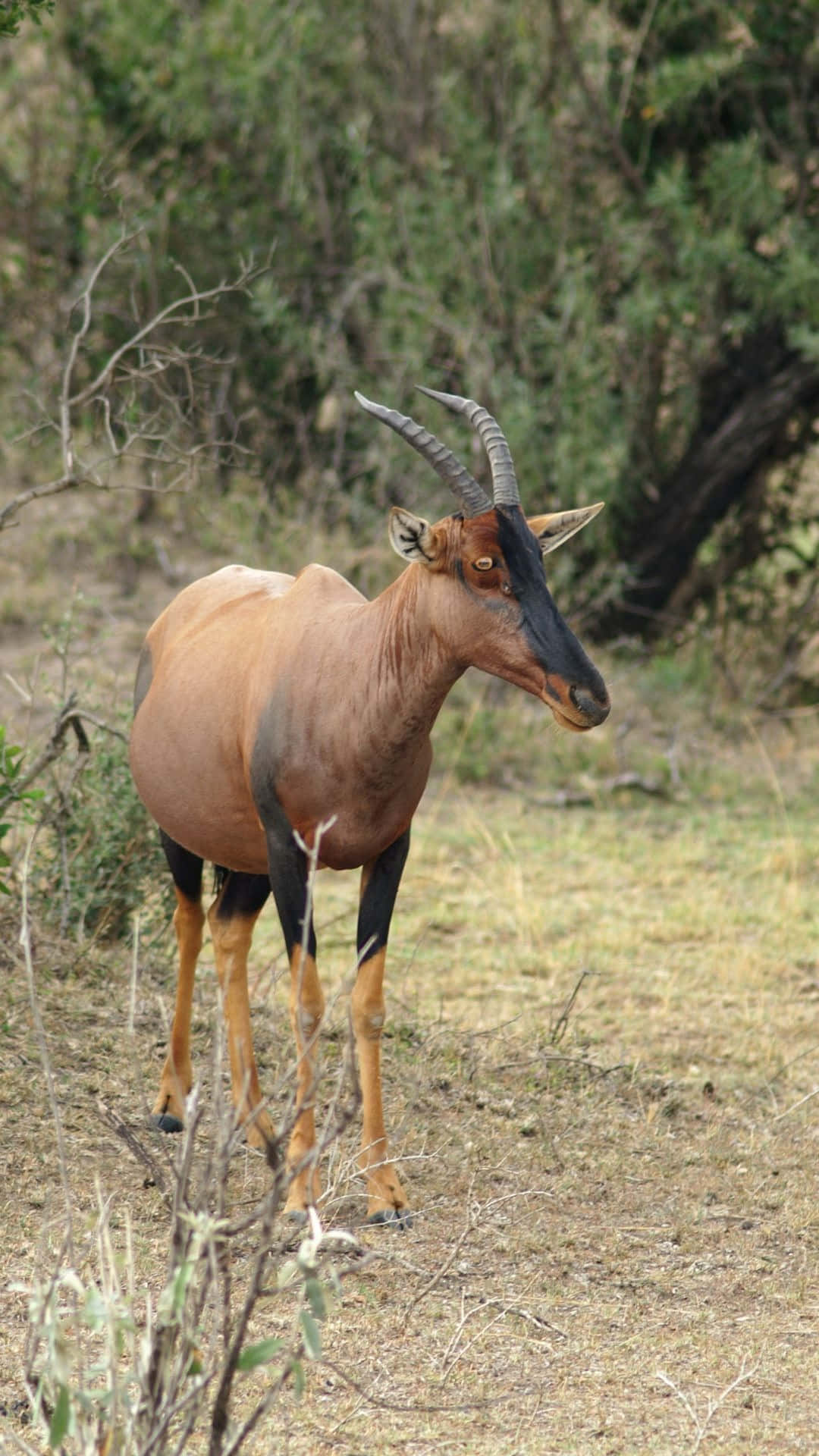 Topi Antelopein Savanna Habitat Wallpaper
