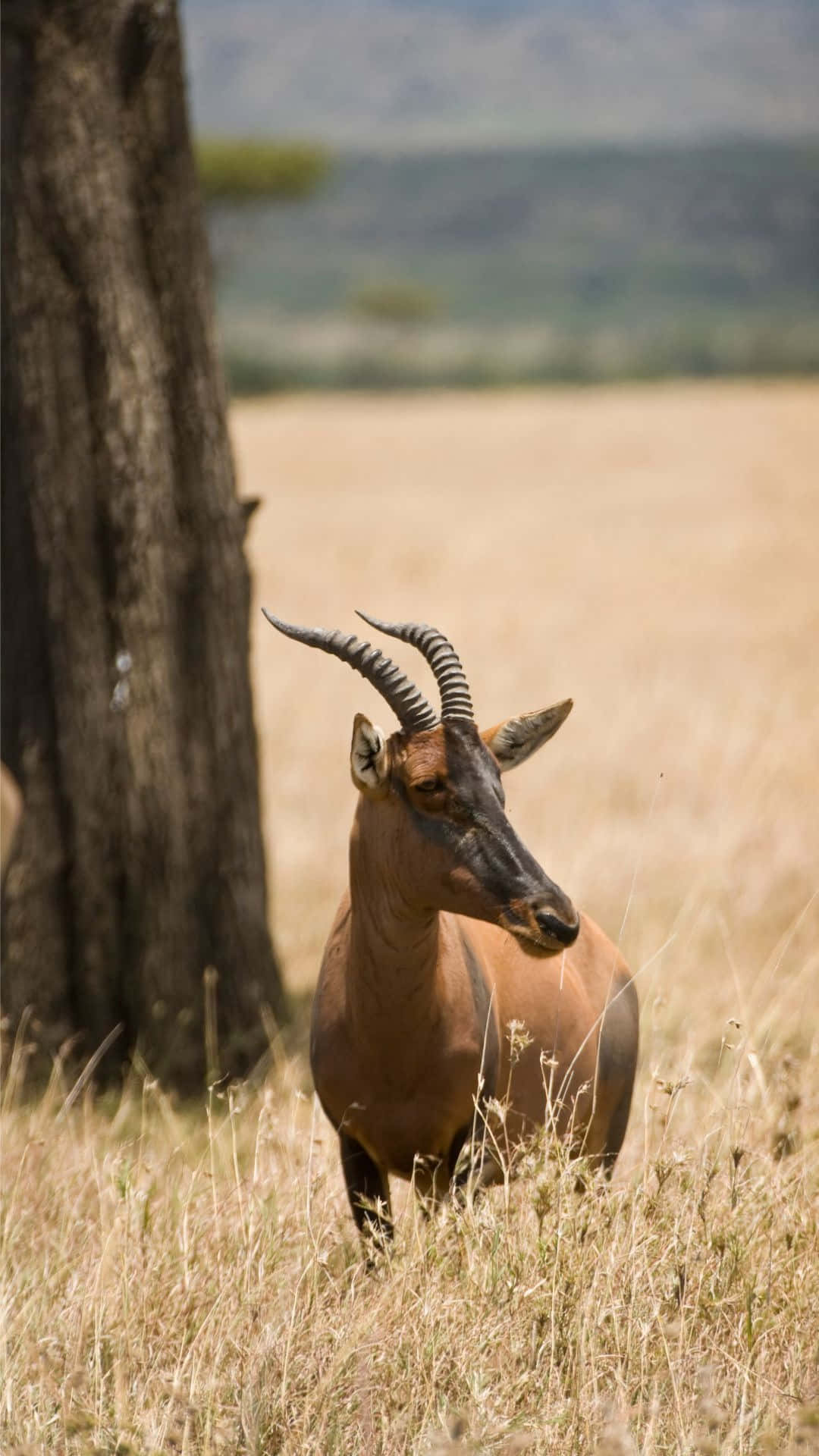 Topi Antelopein Savannah Grassland Wallpaper
